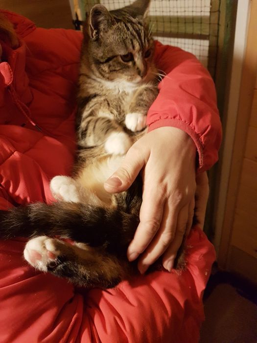 Klementynka do adopcji