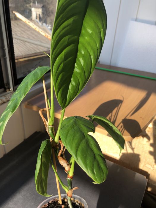 Філодендрон  Esmiraldens