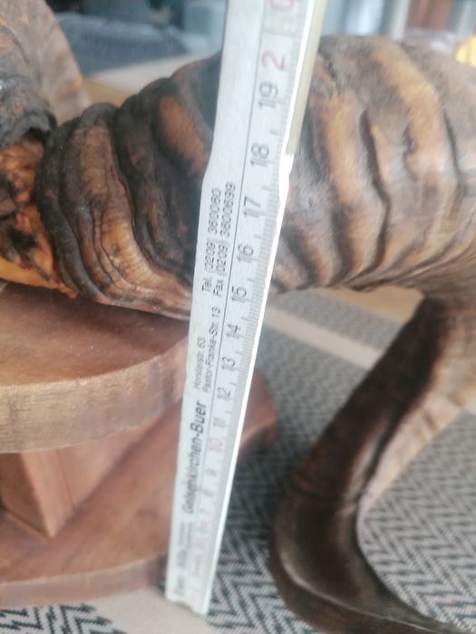 poroże Mufflona 40cm
