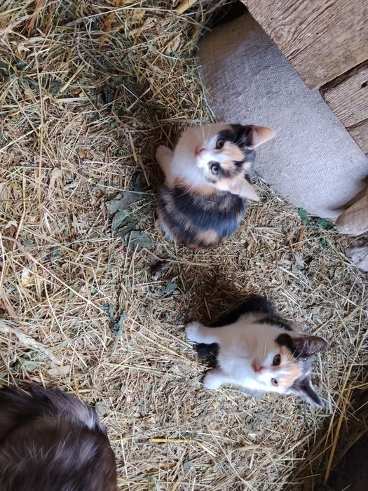 Котики в добрі руки