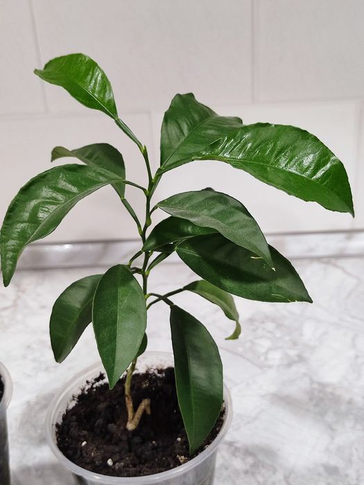 Мандаринове дерево кімнатна рослина фрукти цитрусові розсада