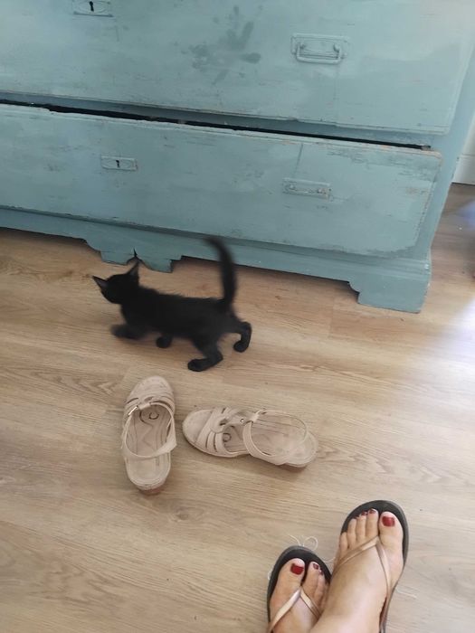 Gatinha para adoção