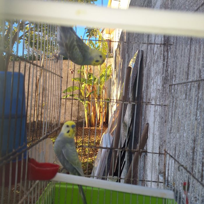 Piriquitos Arco-iris