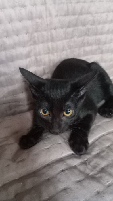 Gatos de 3 meses para adoção responsável