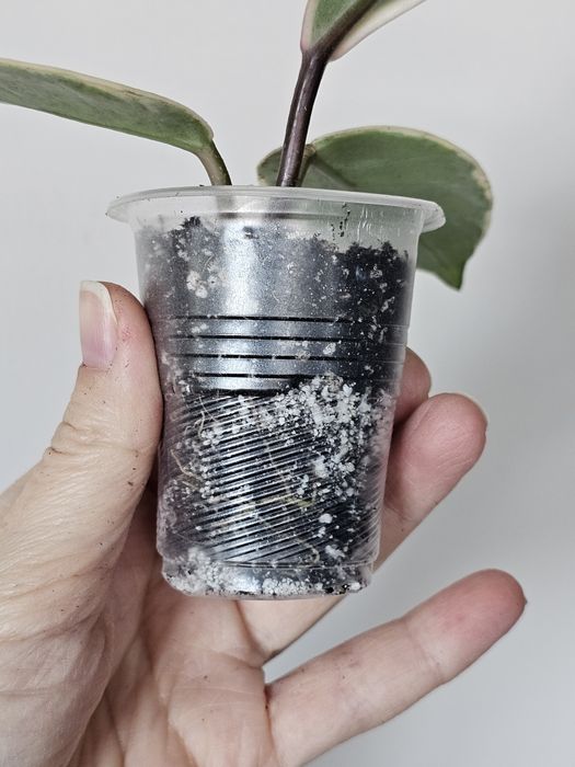 Хойя Hoya rebecca, flamingo dream