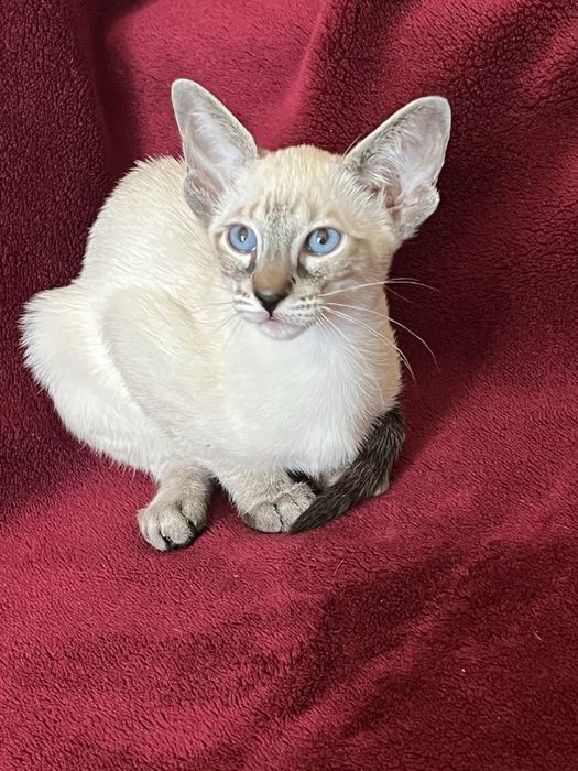 Ориентальная девочка