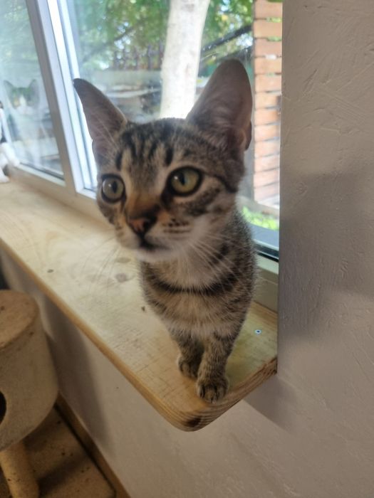 Malutki  kocurek Józio do adopcji
