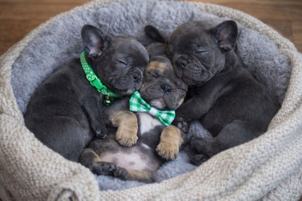 Супер малыши французики от питомника