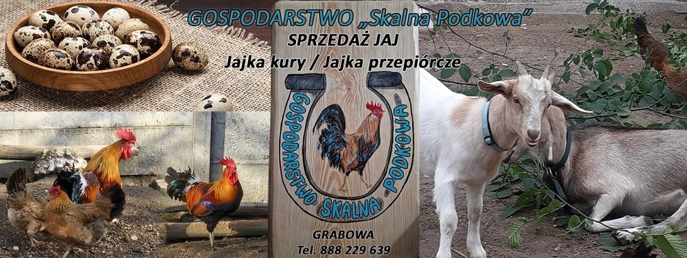 2 opakowania Jajka Przepiórcze - Gospodarstwo Skalna Podkowa