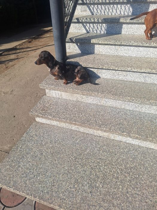 Такса Кобель для в'язки