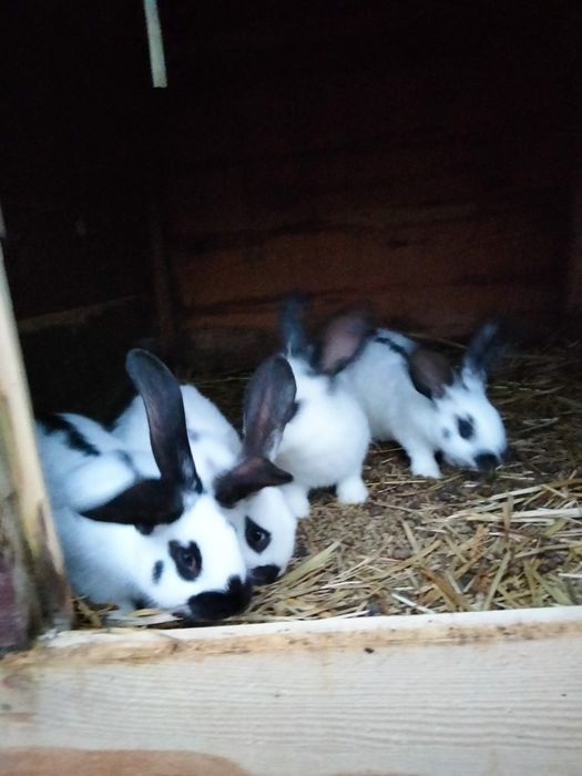 Sprzedam króliki
