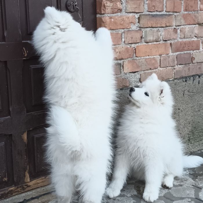 SAMOYED szczenię