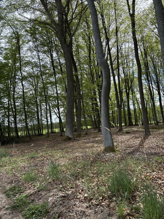 Działka leśna Kościerzyna