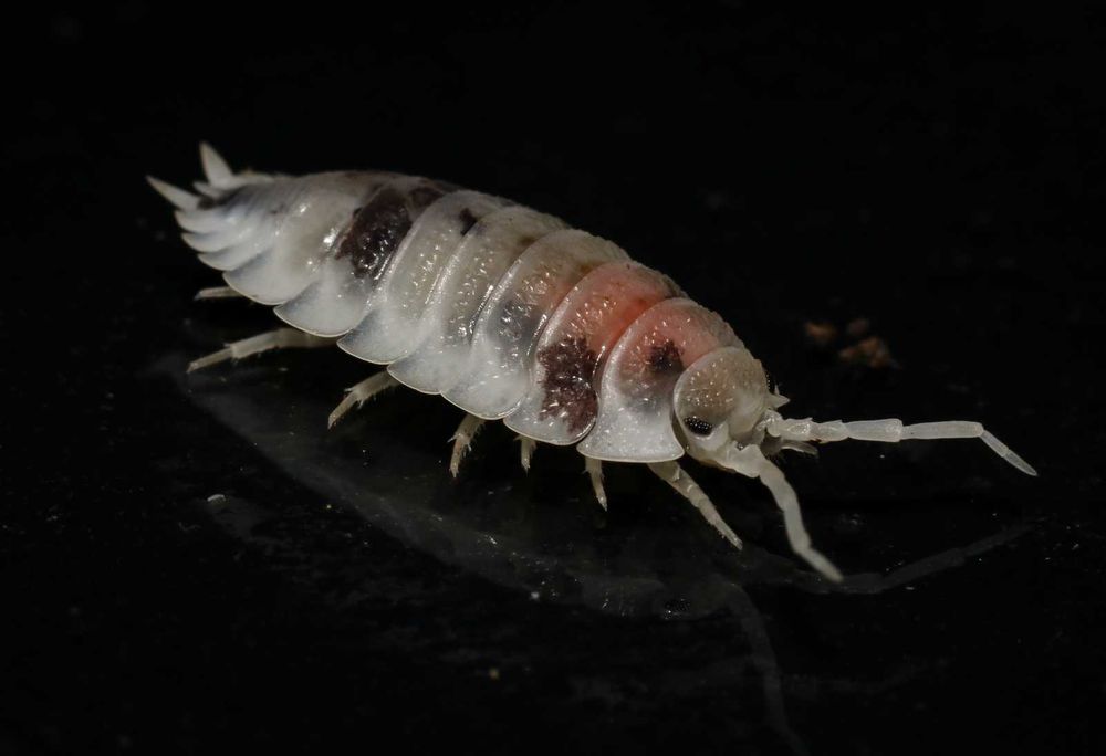 Isopodes e Colembolos