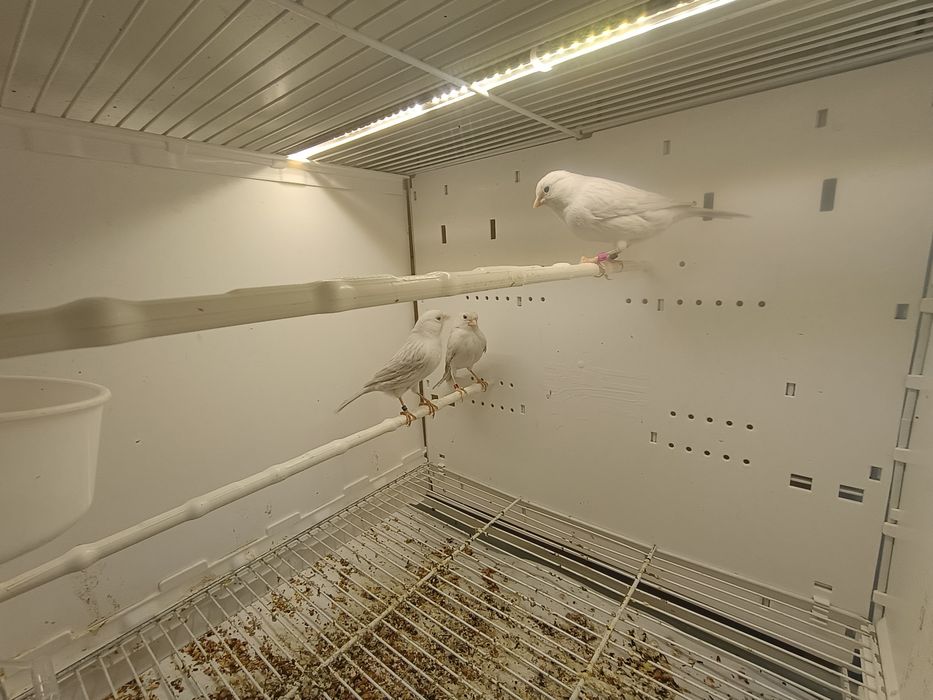 Kanarki Agat Opal Biały