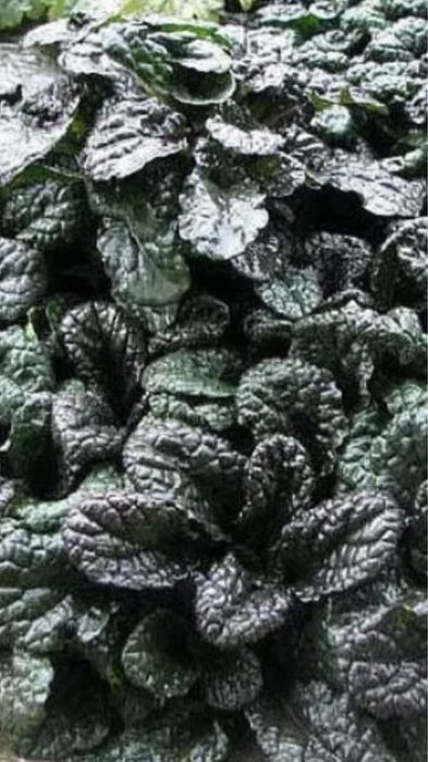 Грунтопокривні різних сортів