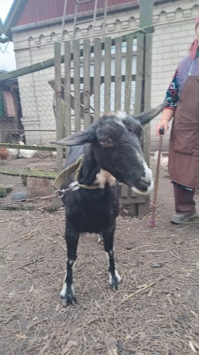 Продам козу,  породиста