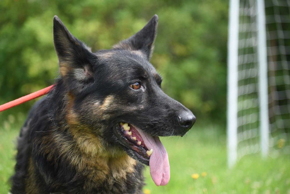 Luba - suczka do adopcji