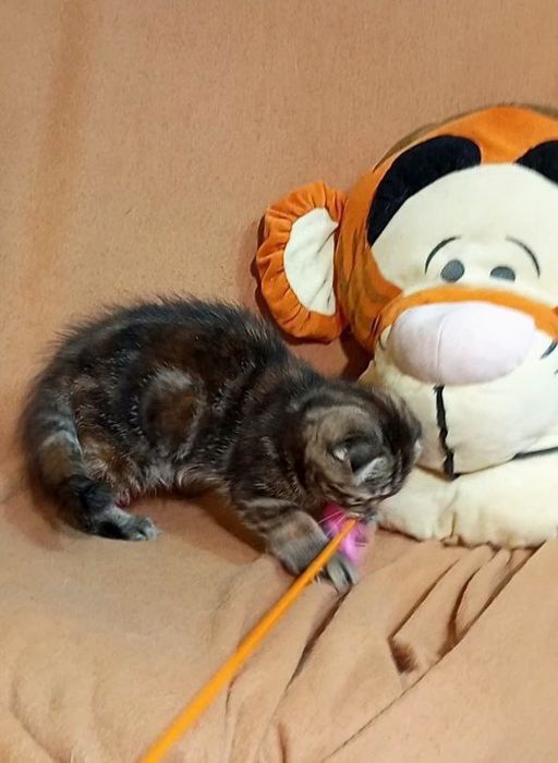 Котенок : Потешная игрунка .