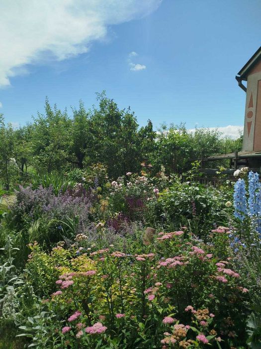 Багаторічники:Котовник,Шавлія, Пенстемон.