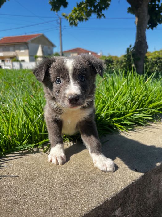 Cachorro border collie
