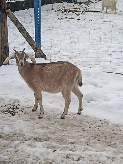 Sprzedam kózkę rasy mlecznej.