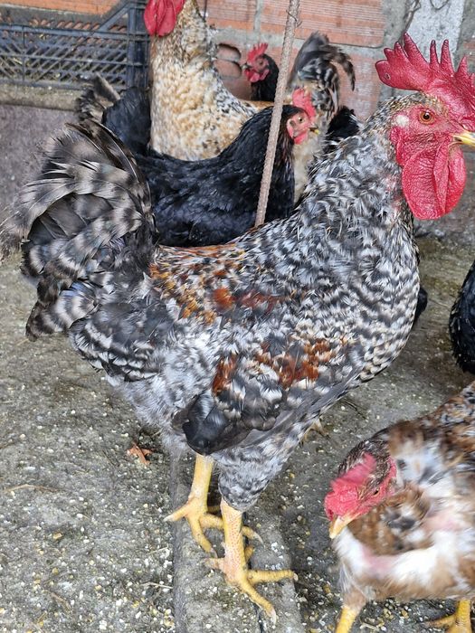 Vendo galos ja galão