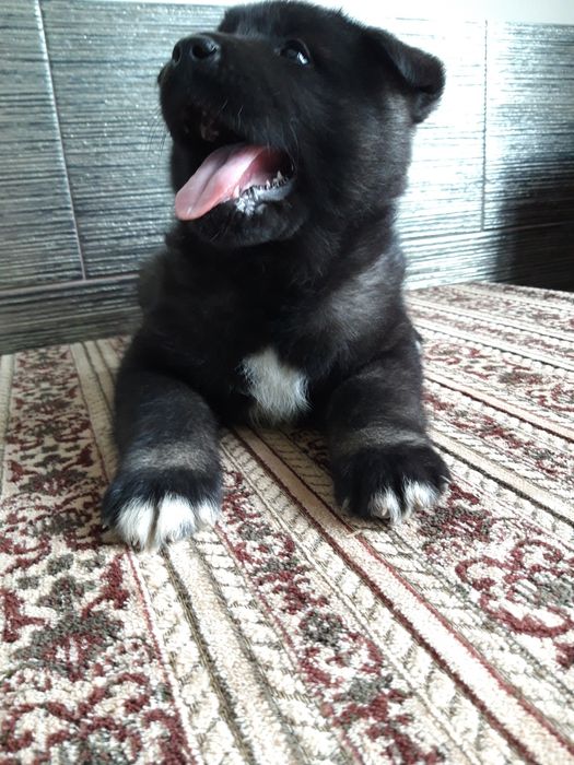 Акіта американська