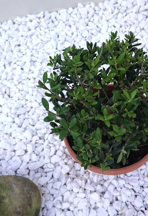 Олива європейська кущова бонсай bonsai Bush B20-25 Olea europaea Іспанія