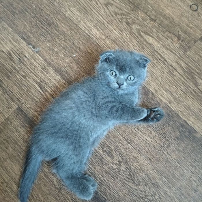 Котята шотландские вислоухие и прямоухие