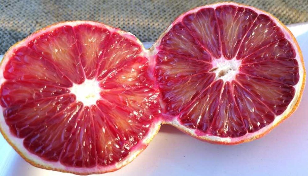 Raro Laranjeira Alcobal Arco-iris - Muito doce