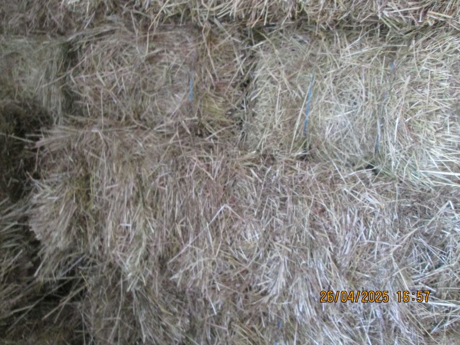 Fardos de palha de erva castelhana de 2025