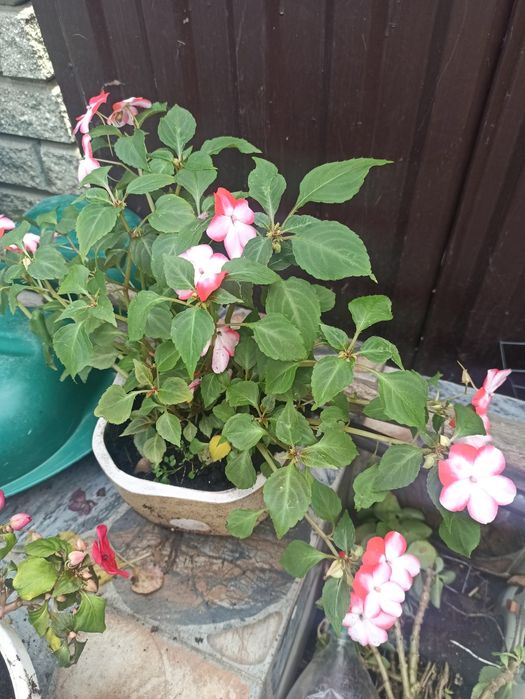 Продам бальзамiн.