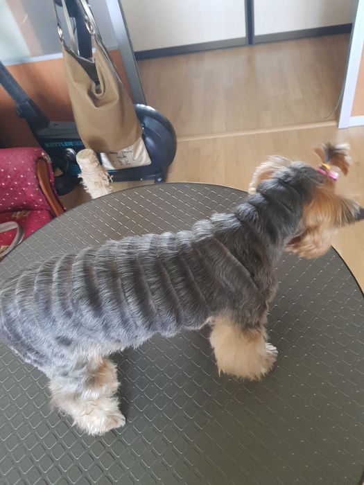 Стрижка собак, перукар для собак Київ