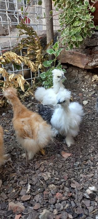 Sedosas do japao  barbudas