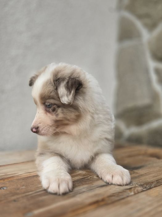 Border Collie piesek Red Merle niebieskooki