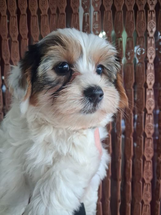 Biewer Terrier Macho