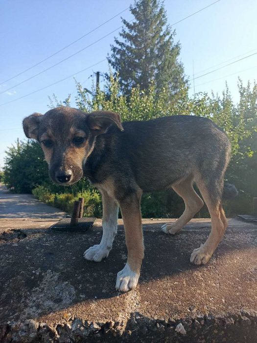 Собачка Тома ищет дом и хозяина