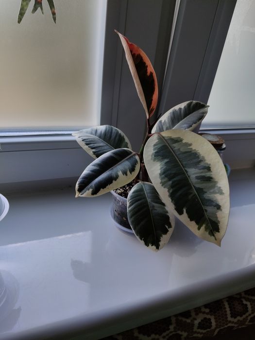 Sprzedam kwiatki