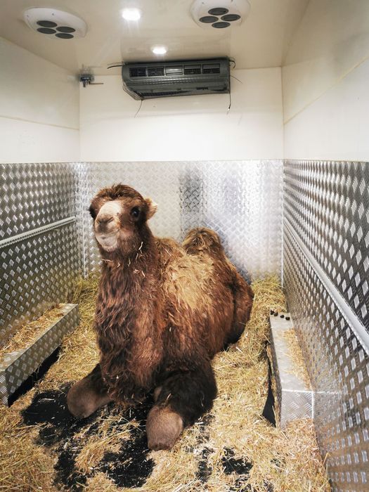 Transport koni i zwierząt egzotycznych – ZOO i hodowcy .