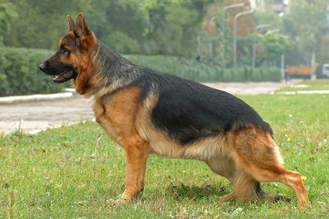 Тато Німецький вівчар 

Народилися 30.12.