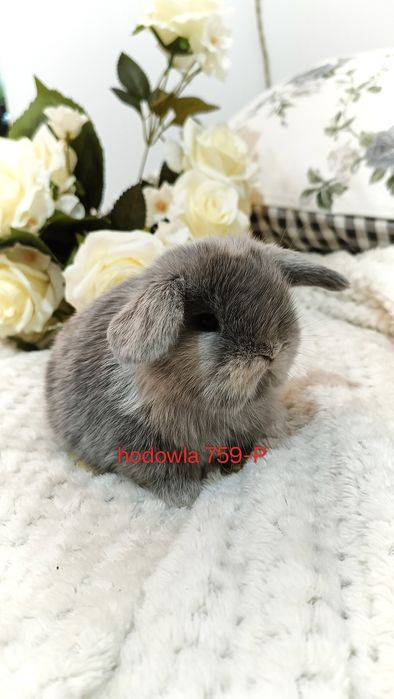Mini lop króliki karzełek miniaturka baranek hodowla
