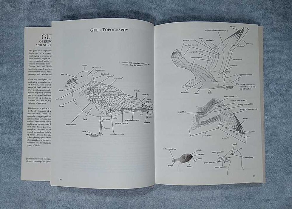 Mewy Europy, Azji i Ameryki Północnej po angielsku