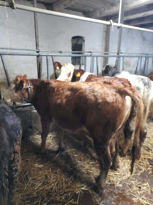 Sprzedam byczki i jałóweczki