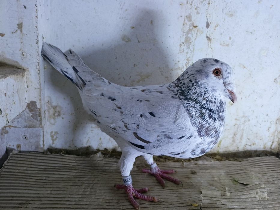 Gołębie pocztowe -kolorowe samce