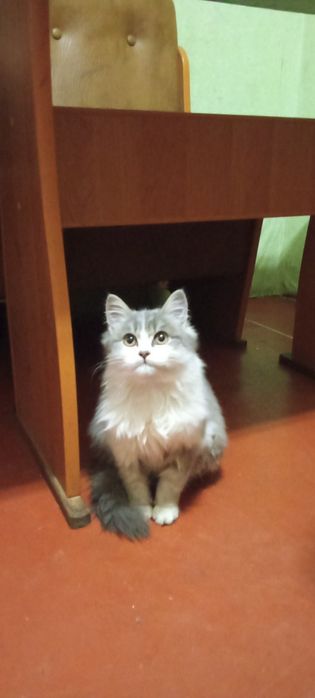 Бесплатно в добрые руки котята подростки мальчики и девочки