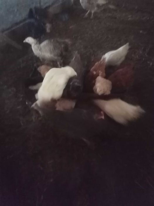 Курочка молода. На яйце на мясо.