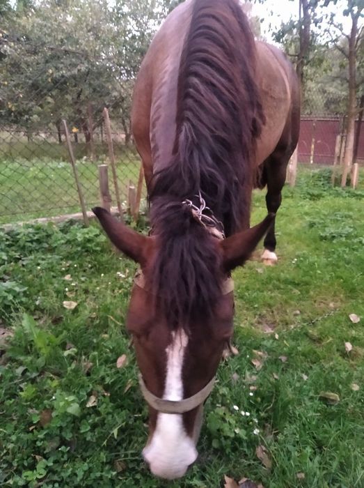 Продається кінь.