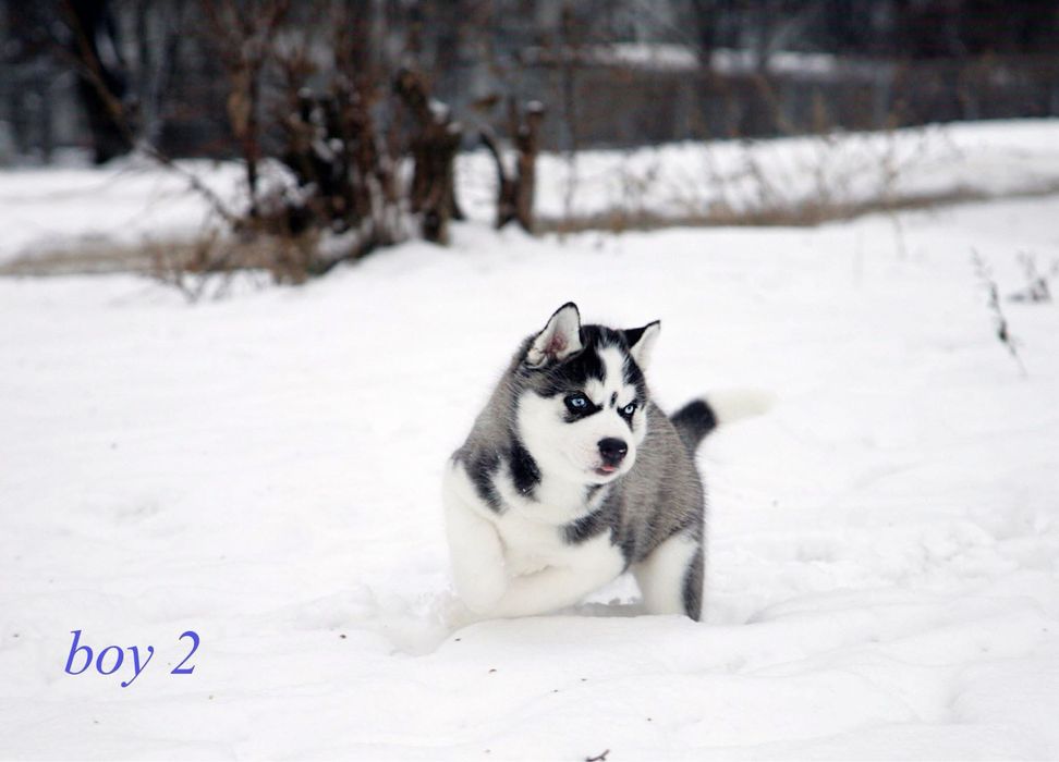 Найкращі Сибірські хаскі з блакитними очима. КСУ