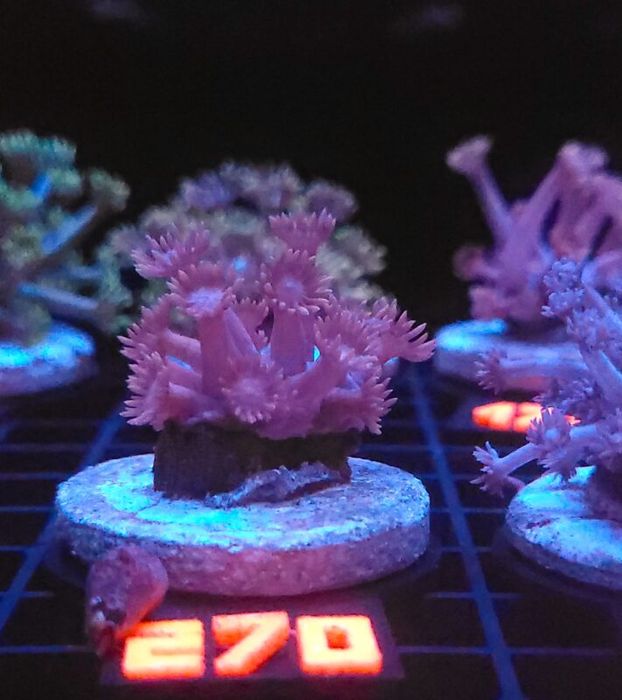 Goniopora lobata DARK MAGENTA (270) [Koralowce LPS]